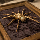 Taksidermia – Lintuhämähäkki ”Golden spider” - pikkukuva 2