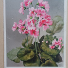 Vaaleanpunainen pelargonia kukkii, onnittelupk, p. 1938 - pikkukuva 1
