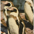 Erikoisleima Korkeasaari Zoo (1981) - pikkukuva 2