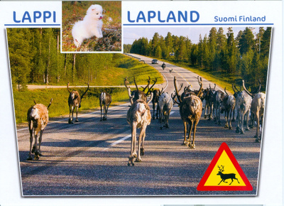 Lappi,poroja tiellä