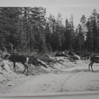 Ounasvaara, poroja tiellä, vanha mv pk, p. 1955 - pikkukuva 1