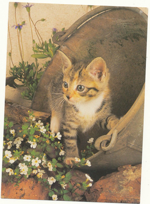 KISSA-kortti