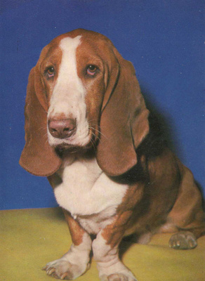 BASSET POSTIKORTTI