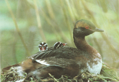 Postikortti, LINNUT, Mustakurkku-uikku, Luonto-Liitto