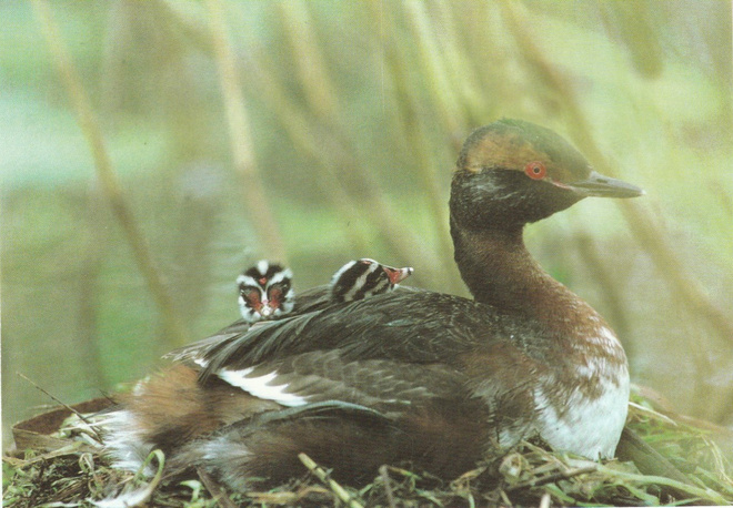 Postikortti, LINNUT, Mustakurkku-uikku, Luonto-Liitto