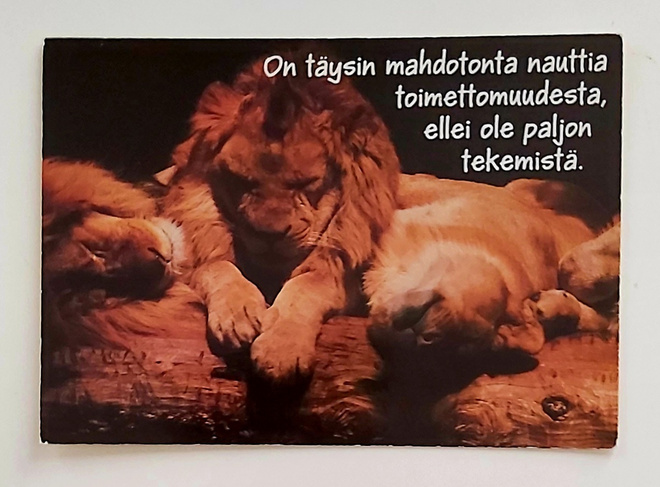 "Leijonat nukkumassa"-KULKEMATON POSTIKORTTI