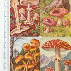 * Heller, myrkylliset sienet- pikku- arkki, 16,5 x 12cm * - pikkukuva 1