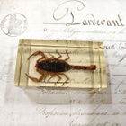Natura Obscura – Entomologinen näyte no. 371 - pikkukuva 1