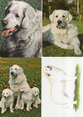 4 KUVASZ POSTIKORTTIA