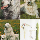 4 KUVASZ POSTIKORTTIA - pikkukuva 1