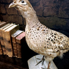 Fasaaninaaras (Phasianus colchicus), v. 1960–1970 - pikkukuva 3