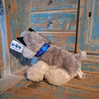 Husky pehmolelu Aurora - pikkukuva 3