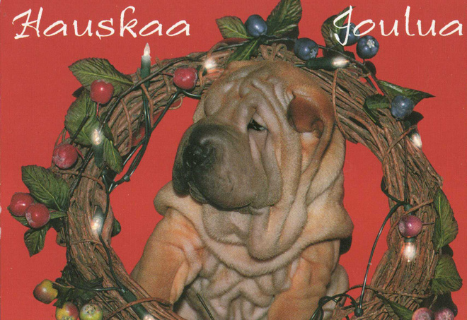 SHAR PEI POSTIKORTTI