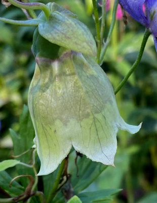 Lamopeikonkello (Codonopsis clematidea), siemeniä 50 kpl