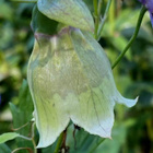 Lamopeikonkello (Codonopsis clematidea), siemeniä 50 kpl - pikkukuva 1
