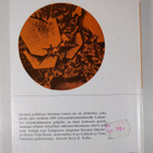 Viljo ym. Rasila : Suomen poliittinen historia 1809-1975 ... - pikkukuva 2