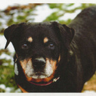 ROTTWEILER POSTIKORTTI - pikkukuva 1