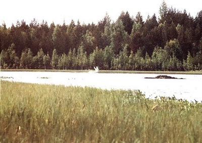 Terveiset Soinista Kesä Postikortti