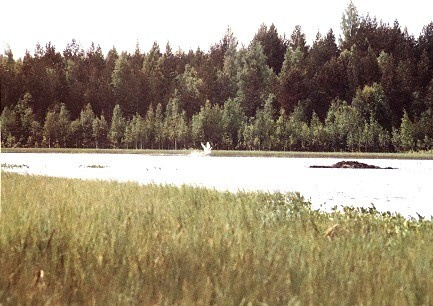 Terveiset Soinista Kesä Postikortti