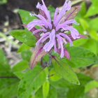 Preeriaväriminttu (Monarda fistulosa), siemeniä 50 kpl - pikkukuva 2