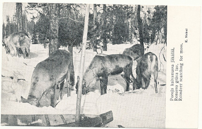 LAPPI - Porot kaivamassa jäkälää - vanha kortti