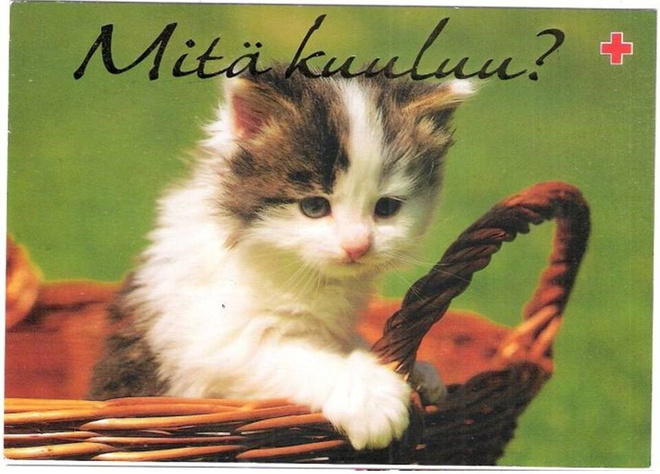 kortti Kissa - erilaisia SPR:n ehiökortteja