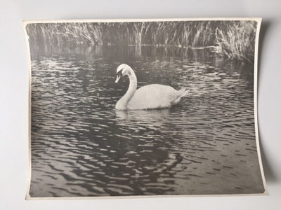 Suomussalmi Kiantajärven joutsen 1957