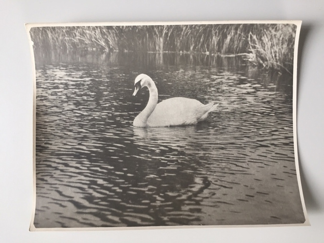Suomussalmi Kiantajärven joutsen 1957
