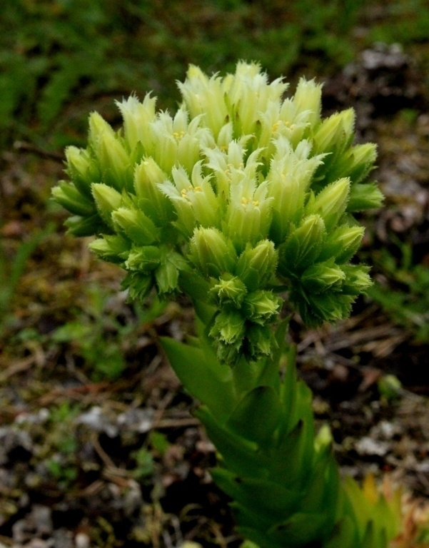Pallomehiparta (Jovibarba globifera), siemeniä 100 kpl