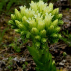 Pallomehiparta (Jovibarba globifera), siemeniä 100 kpl - pikkukuva 1