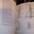 REGIONAL ANATOMY ILLUSTRATED (CHURCHILL LIVINGSTONE) - pikkukuva 2