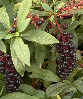 Lännenkermesmarja (Phytolacca americana), siemeniä 50 kpl