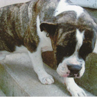 BULLDOG POSTIKORTTI - pikkukuva 1