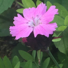 Metsäneilikka (Dianthus sylvestris), siemeniä 50 kpl - pikkukuva 2