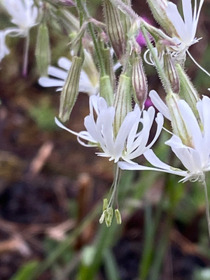 Nuokkukohokki (Silene nutans), siemeniä 50 kpl