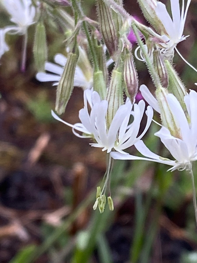 Nuokkukohokki (Silene nutans), siemeniä 50 kpl
