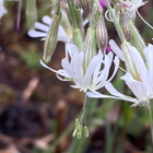 Nuokkukohokki (Silene nutans), siemeniä 50 kpl - pikkukuva 1