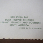 vintage kaksi San Diego Zoo -postikorttia - pikkukuva 4