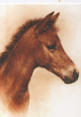 HEVONEN POSTIKORTTI - PAPRON