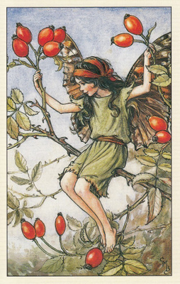 Cicely Mary Barker: Kukkakeijut ruusunmarja
