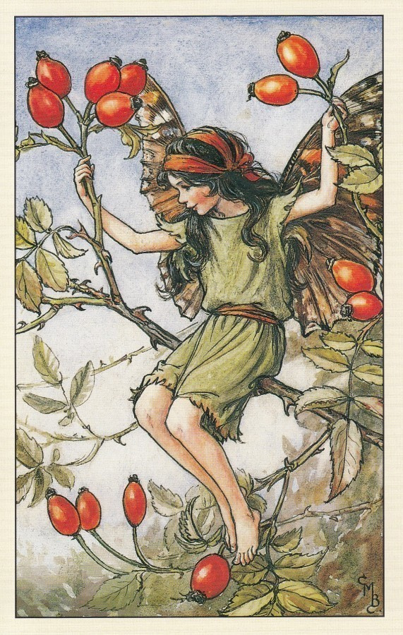 Cicely Mary Barker: Kukkakeijut ruusunmarja