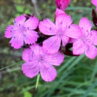 Munkkineilikka (Dianthus carthusianorum), siemeniä 50 kpl - pikkukuva 2