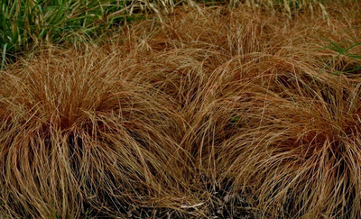 Pronssisara (Carex comans 'Bronze'), siemeniä 50 kpl