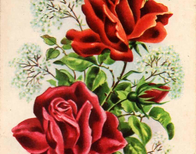 RUUSU / Upeat suuret punaiset ruusut. 1940-l.