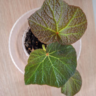 Begonia Boomer - pikkukuva 3