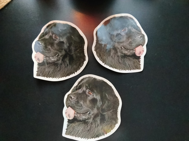 Newfoundlandinkoiratarrat x 3 kpl
