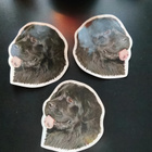 Newfoundlandinkoiratarrat x 3 kpl - pikkukuva 1