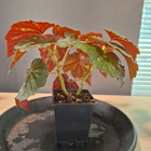 Begonia U168 - pikkukuva 2