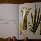 Carl Friedrich Philipp von Martius - The book of palms - pikkukuva 3