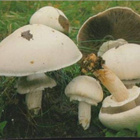 kortti Luonnossa - erilaisia valokuvakortteja - pikkukuva 5